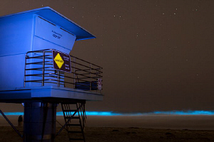 Bioluminescent waves during a red tide by Matthew Fischbach 
